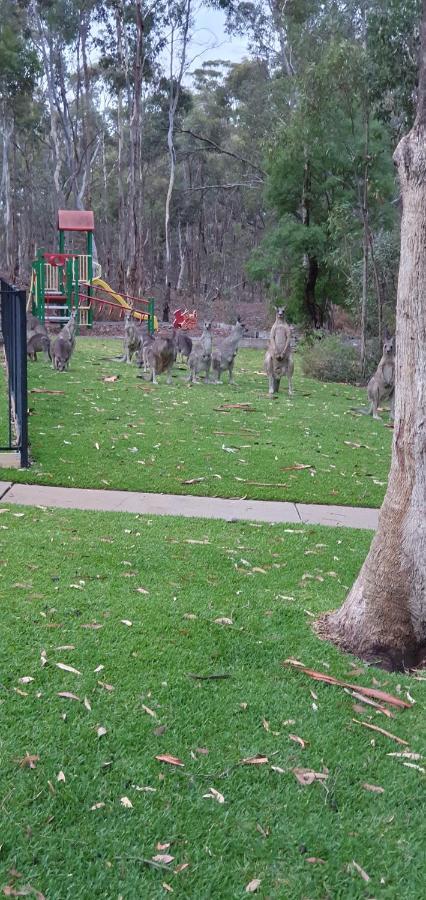 A-Line Holiday Park Bendigo Bagian luar foto